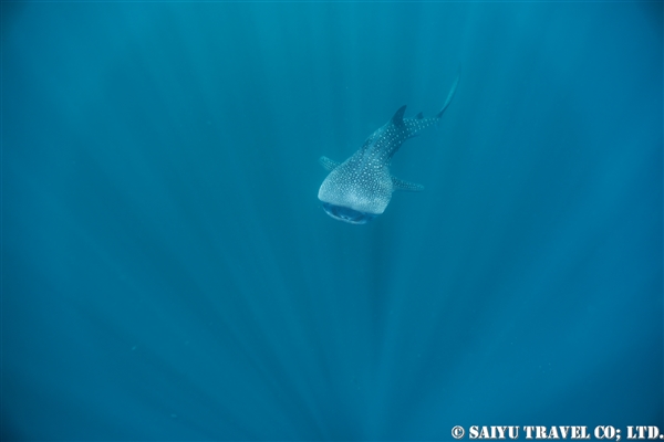 Whale Shark | ワイルドライフ Wildlife ～世界の野生動物観察日記～