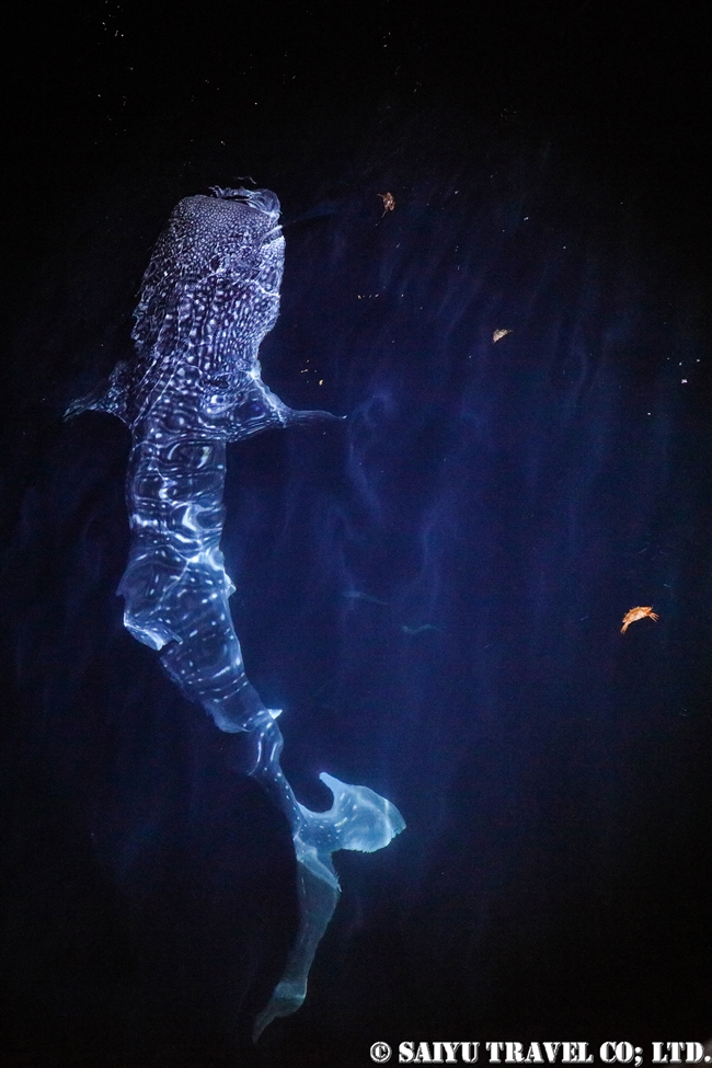 ジンベエザメ Whale Shark | ワイルドライフ Wildlife ～世界の野生