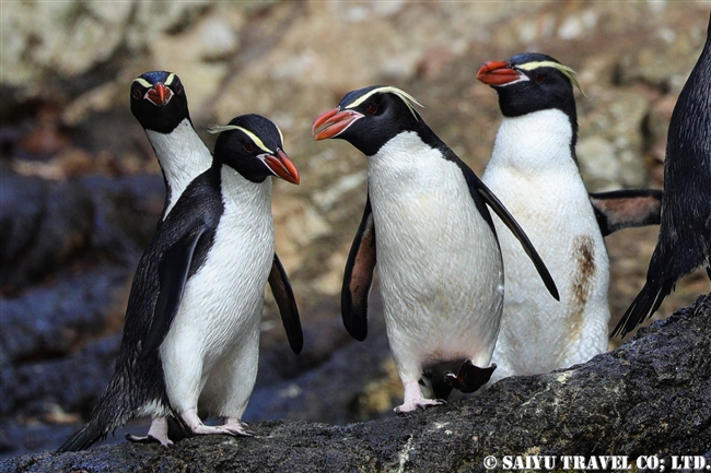 Snares Penguin | ワイルドライフ Wildlife ～世界の野生動物観察日記～