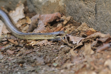 シマヘビ come on! ・・・いや、近寄らないで・・・ – 西岡公園