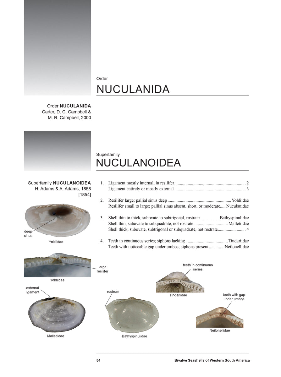 Bivalve Seashells of Western South America: Marine Bivalve