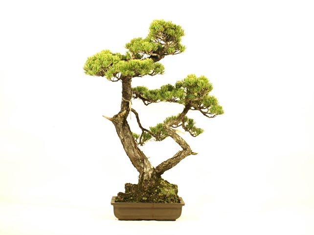 五葉松盆栽 双幹 No.a8-29 | 五葉松 専門盆栽園 松風園(しょうふうえん