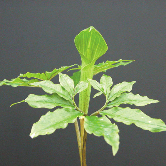 アマミテンナンショウ 【029-025】 | 四国ガーデン通信販売部 栽培の手引き