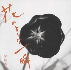 ひまわりの花 | 早川義夫 | ソニーミュージックオフィシャルサイト