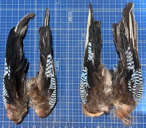 新品・中古フライマテリアル鳥系2｜SRSフィッシングギア