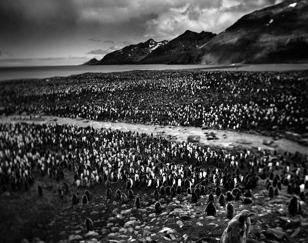 closer-tomasza-gudzowatego-w-