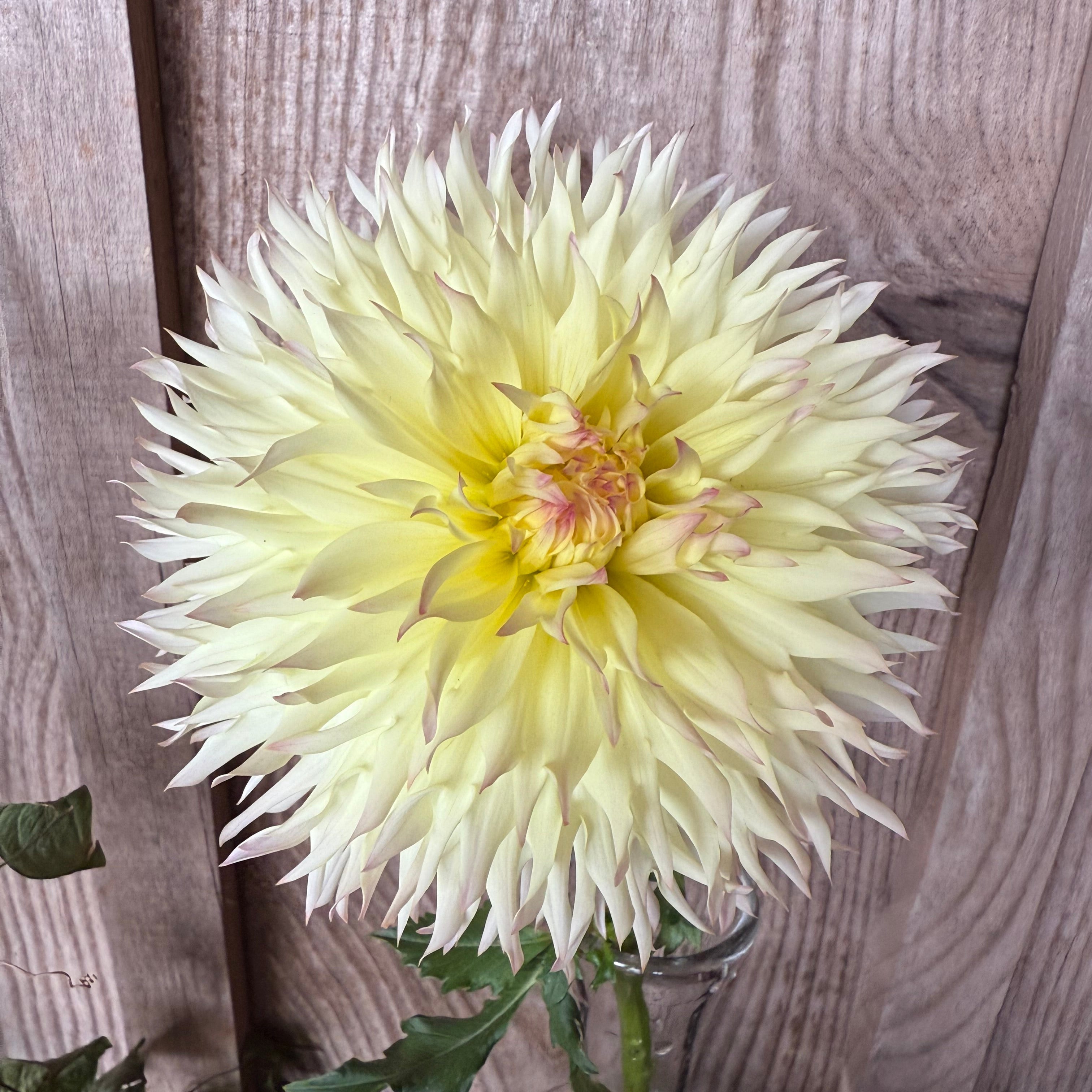 IMG_4024.jpg?v=1759797494