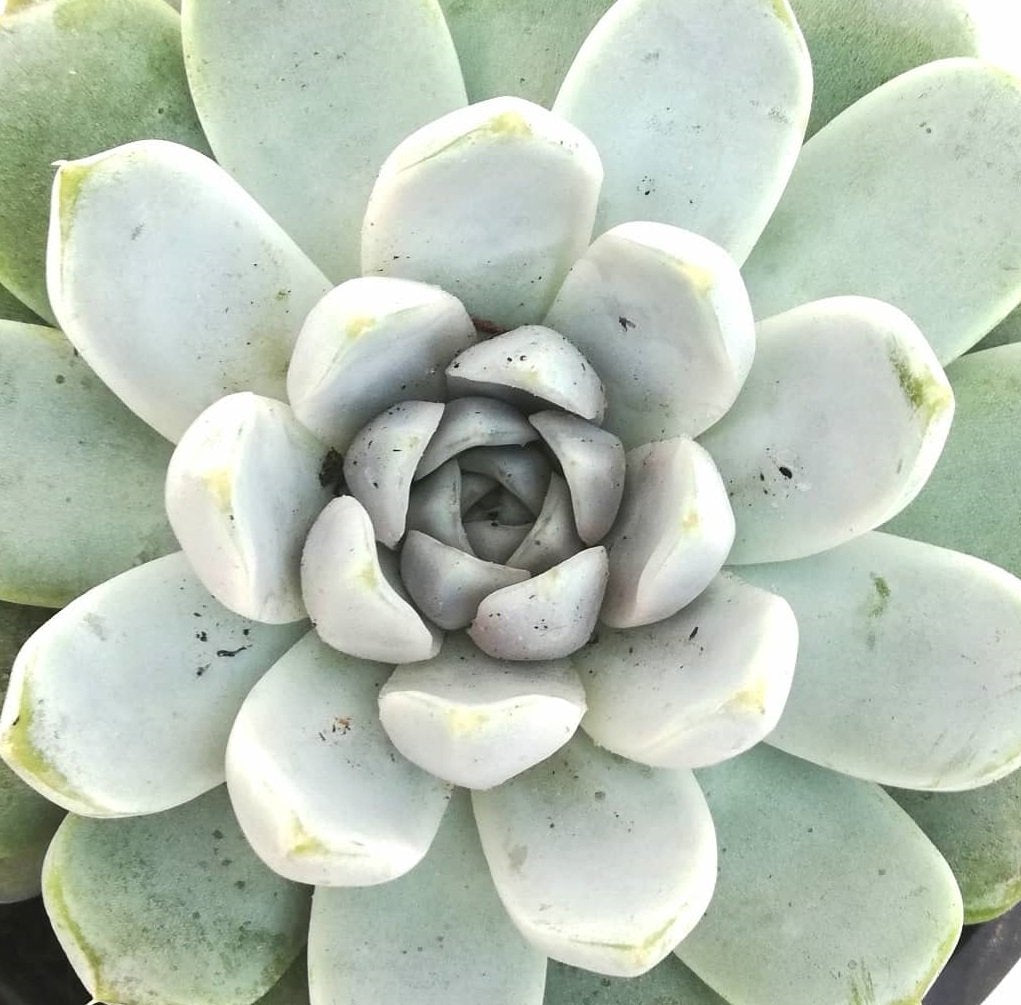 Shop Echeveria Snow Bunny – Beautiful White Succulent Collection
