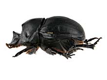 コガネムシ科その1