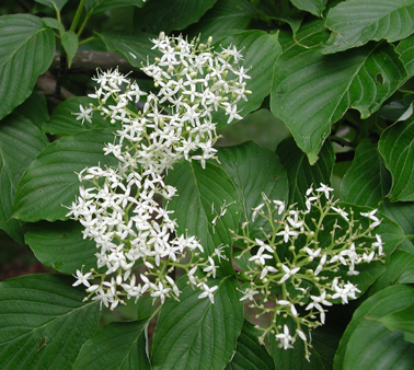 薄田泣菫全集第2巻の植物