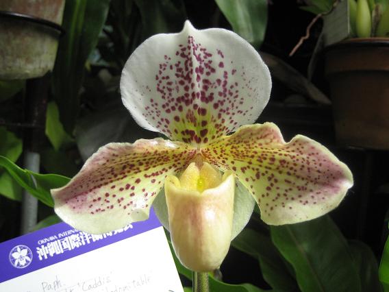 沖縄国際洋蘭博覧会 2008 パフィオ15