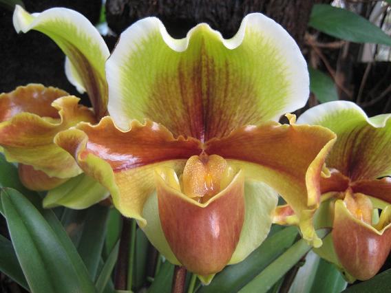 沖縄国際洋蘭博覧会 2008 パフィオ15