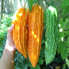 Bitter Gourd AKA Bitter Melon Seeds – Gardens of Wendiland