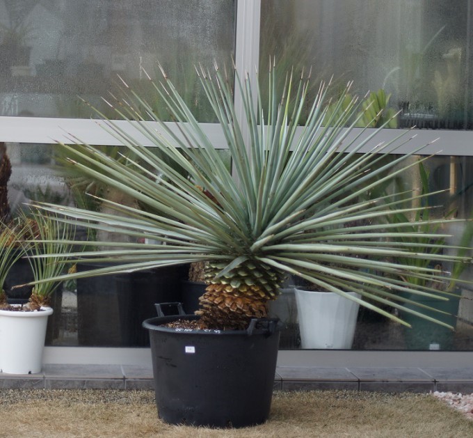 ユッカ・リギダ |ワンダープランツジャパン