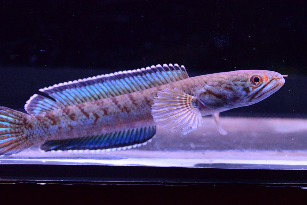 スネークヘッド - 静岡市の熱帯魚専門店（大型魚・古代魚・珍魚