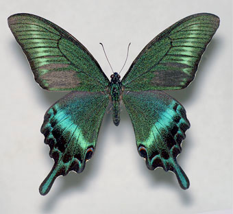 ミヤマカラスアゲハ標本