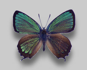 ミドリシジミ標本