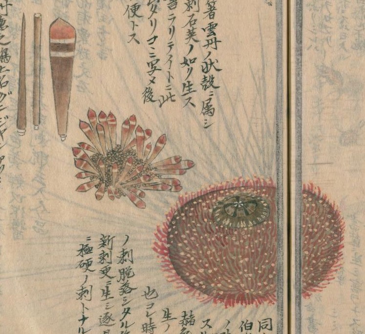 栗氏千蟲譜」巻九 栗本丹州