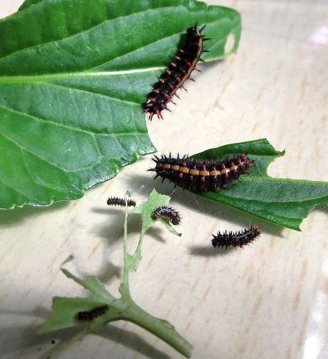 ツマグロヒョウモン幼虫: かかしさんの窓