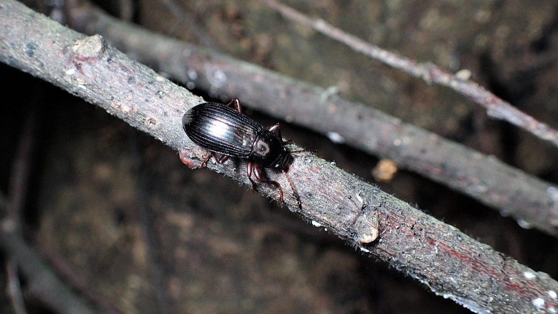 ウズベキスタン産 ゴミムシダマシ 27mm ウズベキスタン産