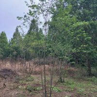 山採り天然木 ハイノキ株立ち 約3.7m | 八進緑産株式会社