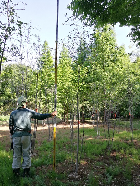 5/23】山採り天然木 アオダモ アオハダ | 八進緑産株式会社