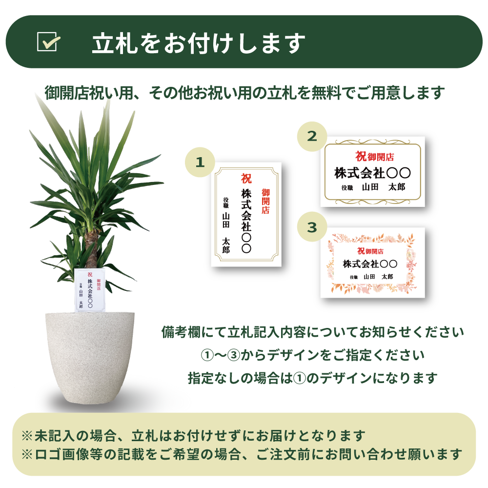 ユッカ リギダ 【観葉植物 8号プラスチック鉢：リビングやオフィス向き