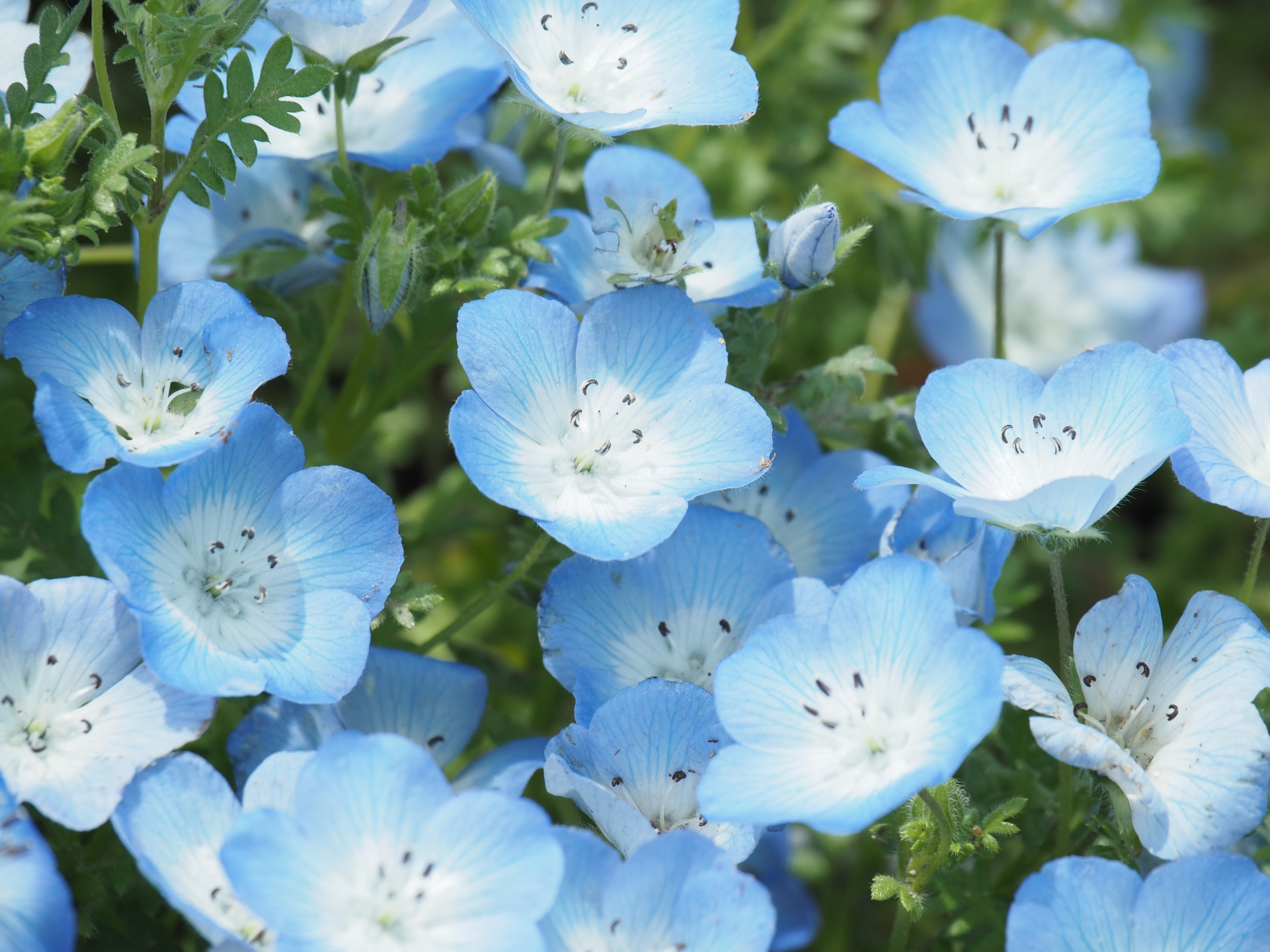 ネモフィラ | お花の種類：PR