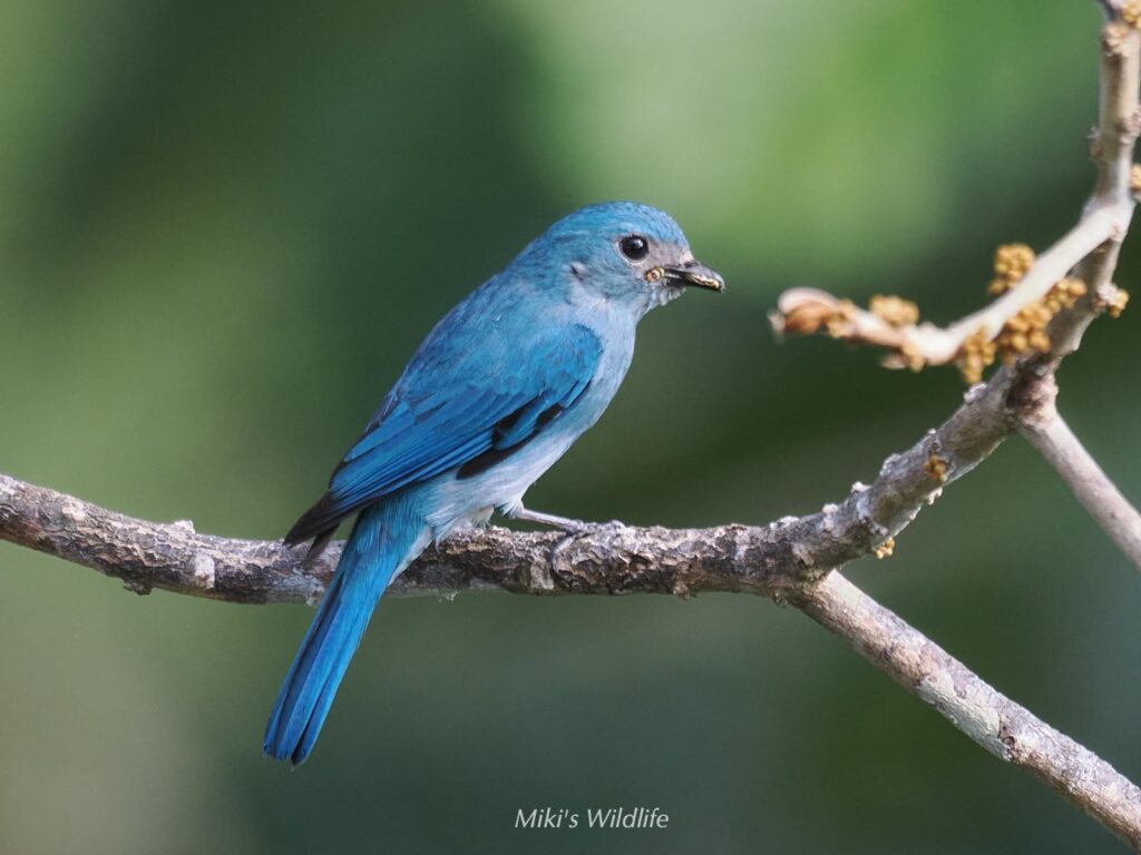 ボルネオ自然の旅 ウンピョウを探す旅NO.6 色とり鳥な最終日 - みきと