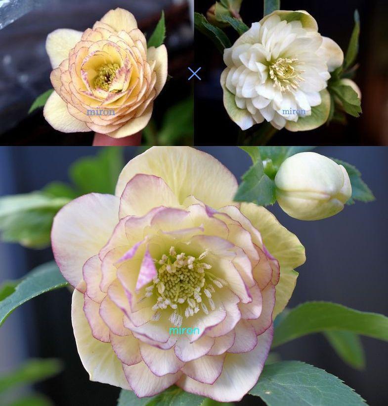 今日のクリスマスローズ 8年交配の結果と新入り株: 今週のにゃんこたち