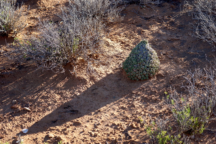 樹冠 — Euphorbia multiceps, Keurfontein | ユーフォルビア