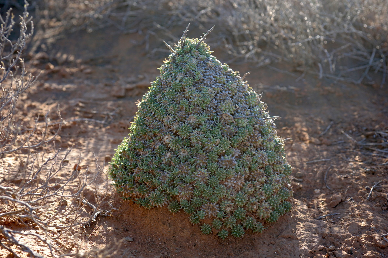 樹冠 — Euphorbia multiceps, Keurfontein | ユーフォルビア