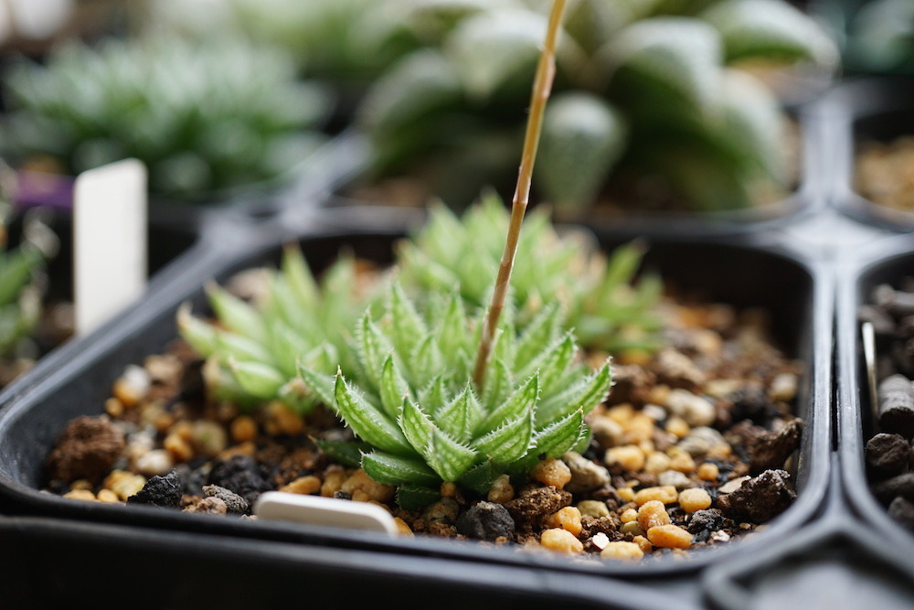 ハオルチア ラブハート錦 極上斑 ≧∇≦）多肉植物 ハオルチア