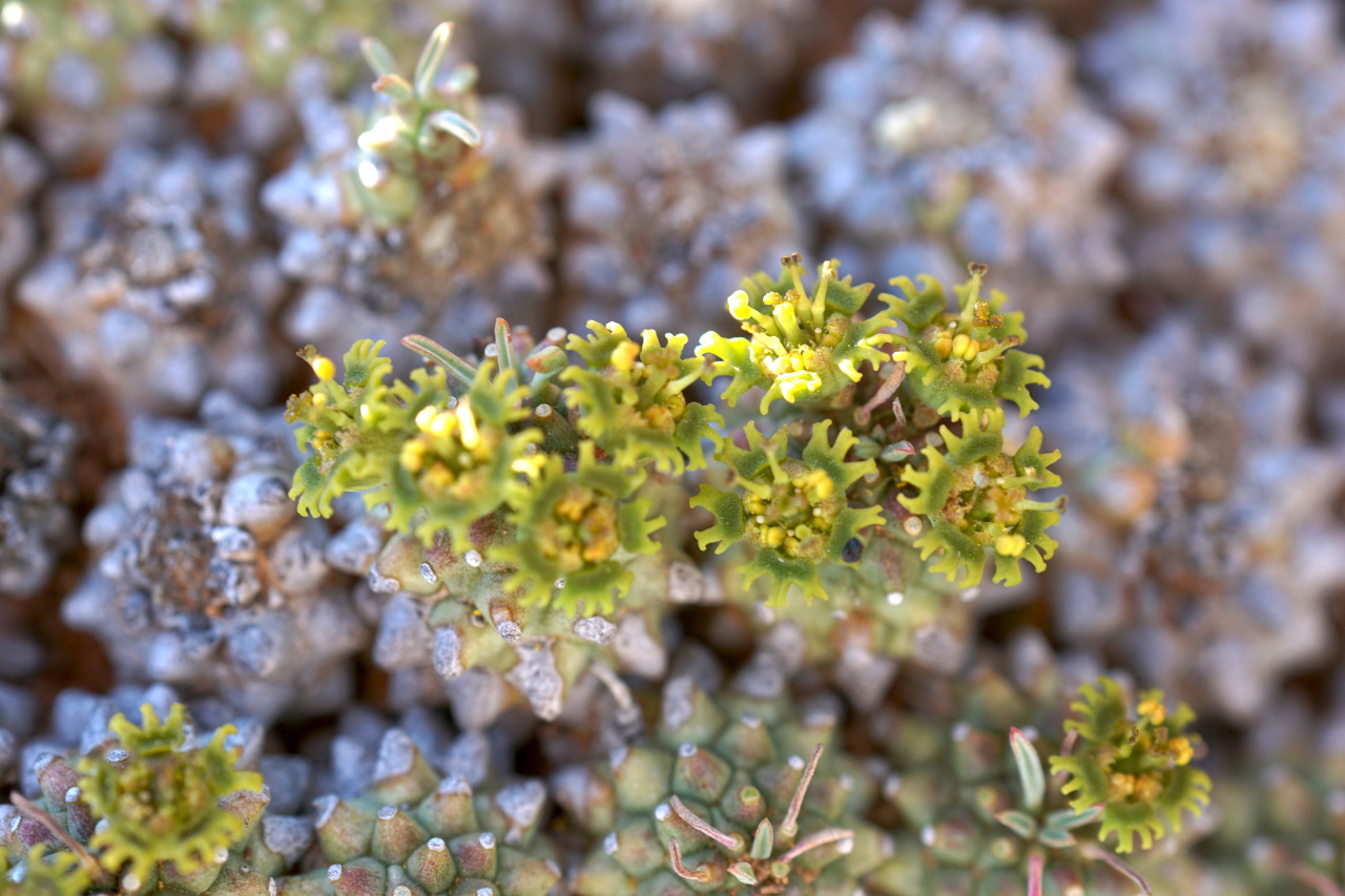 樹冠 — Euphorbia multiceps, Keurfontein | ユーフォルビア