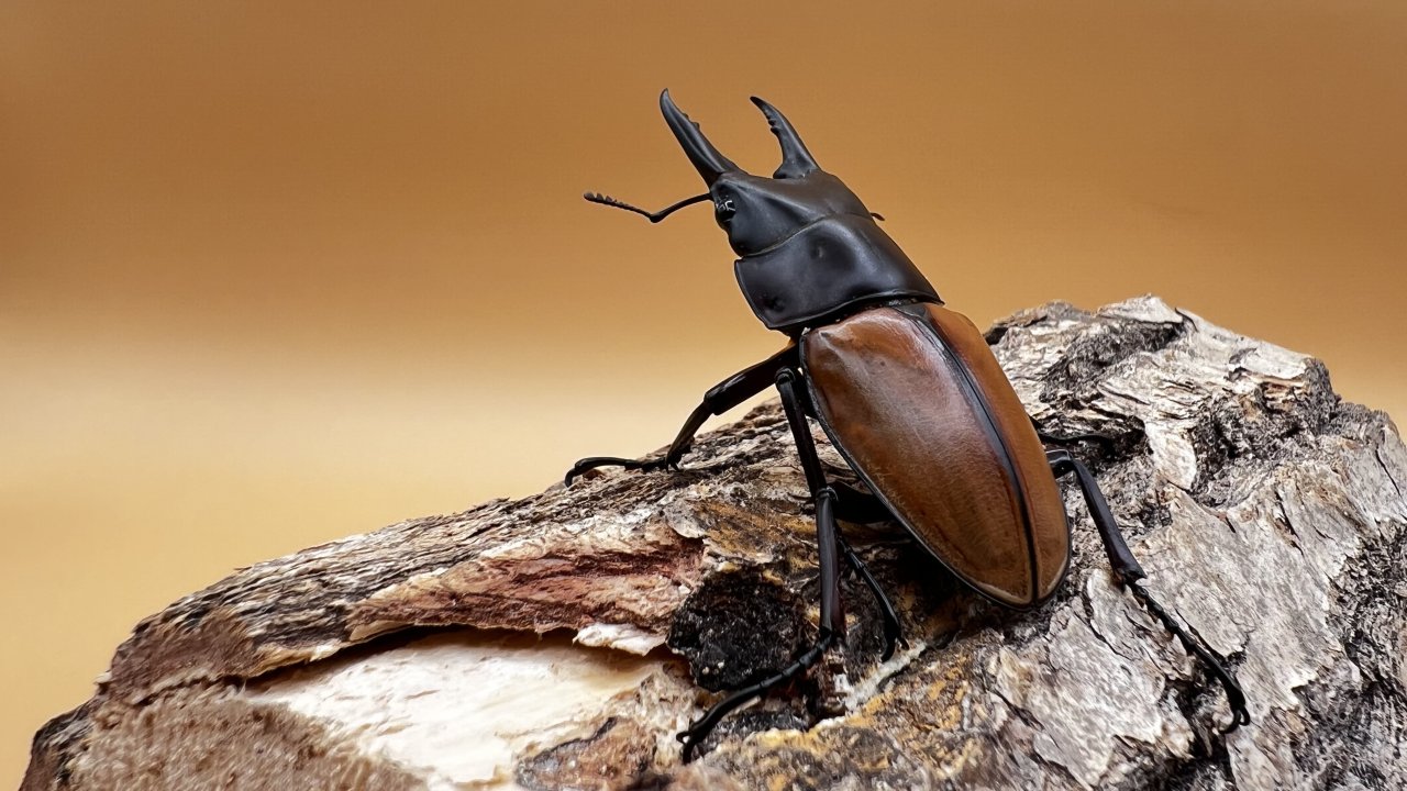 ラフェルトノコギリクワガタの飼育方法｜ペアリングから幼虫管理まで