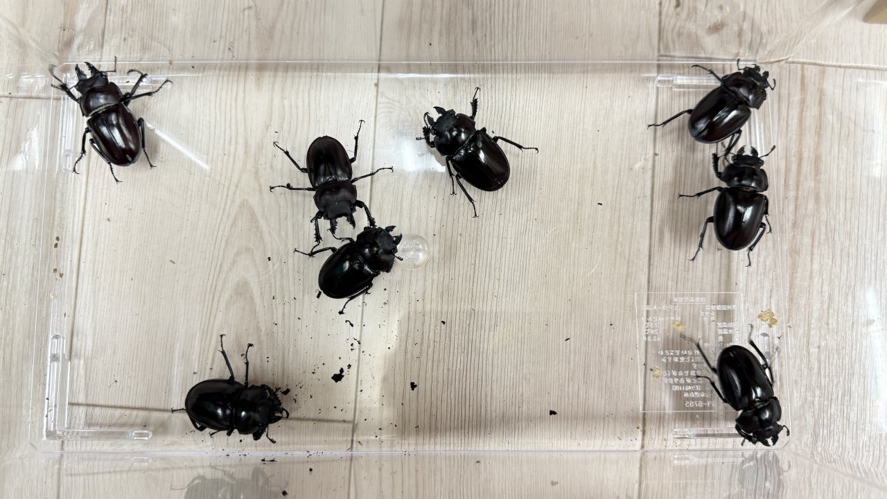 ヤエヤママルバネクワガタの飼育方法｜ペアリングから幼虫管理まで