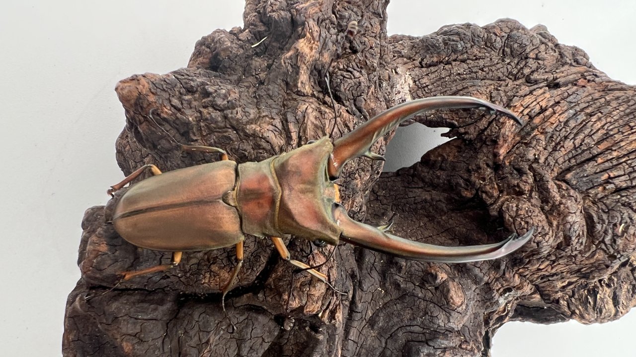 トルンカートゥスホソアカクワガタの飼育方法｜ペアリングから幼虫管理