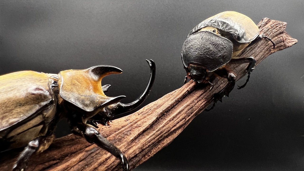 ギアスゾウカブト（亜種 ポリオン）の飼育方法｜ペアリングから幼虫