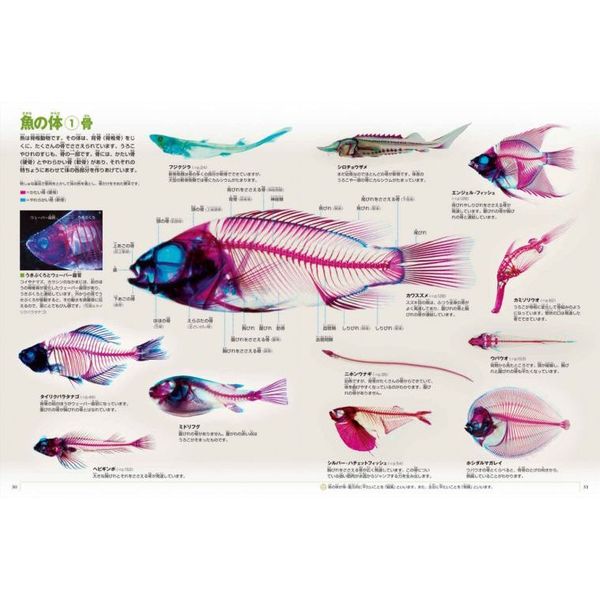 魚 新版 通販｜セブンネットショッピング