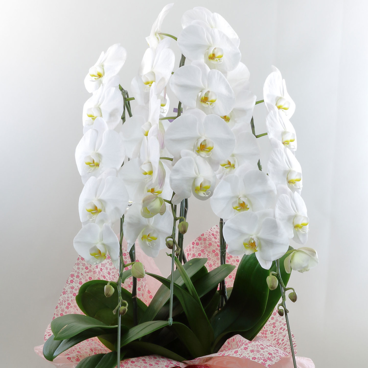 あ*み様 胡蝶蘭 8種8ポット ファレノプシス 胡蝶蘭 8種8ポット