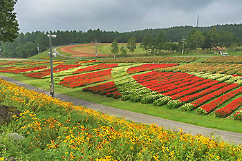 高原のお花畑・富士見高原リゾート 花の里は6月16日から営業！ 真夏は