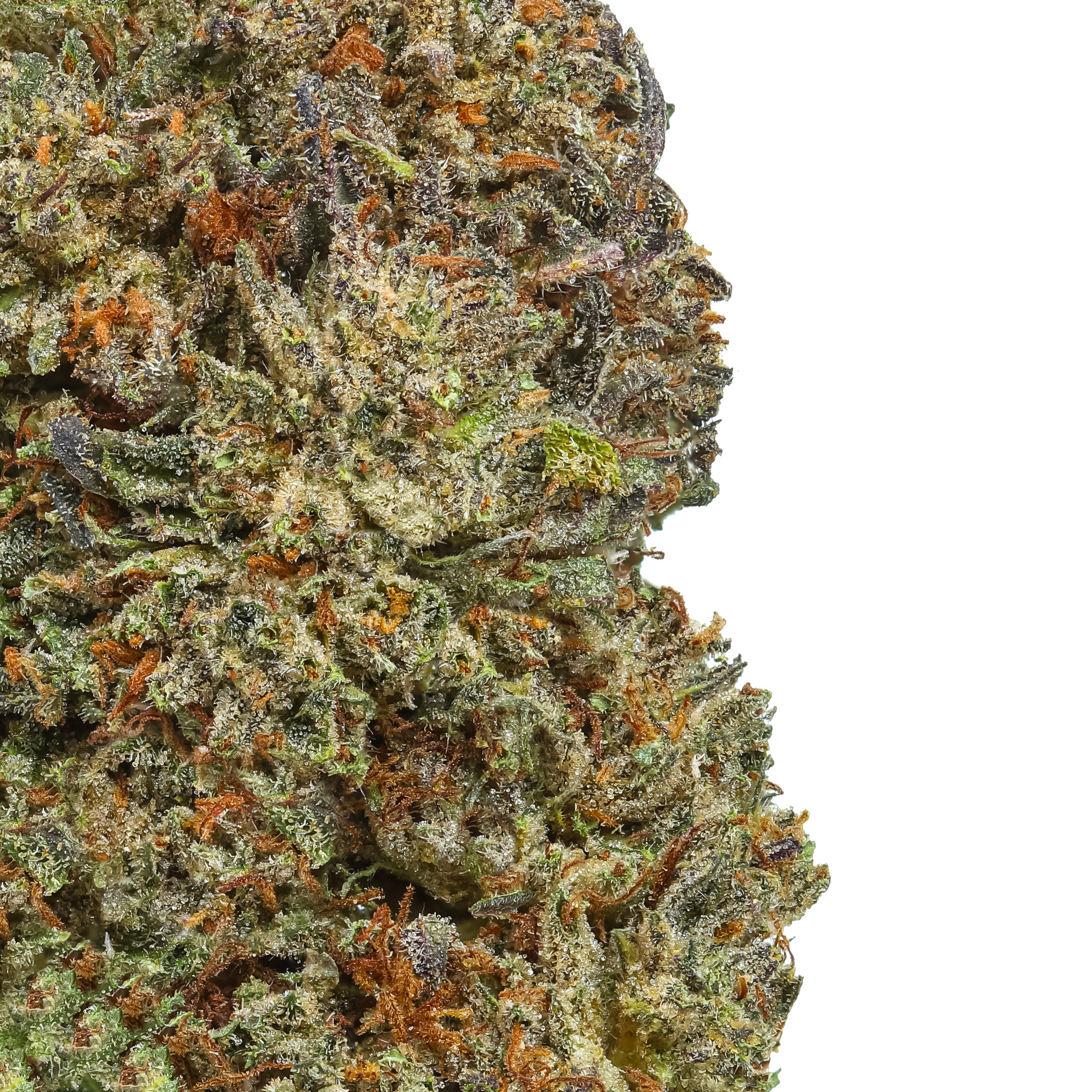 Bubba Kush 12 - 2025 Harvest | Lost Oak Farms