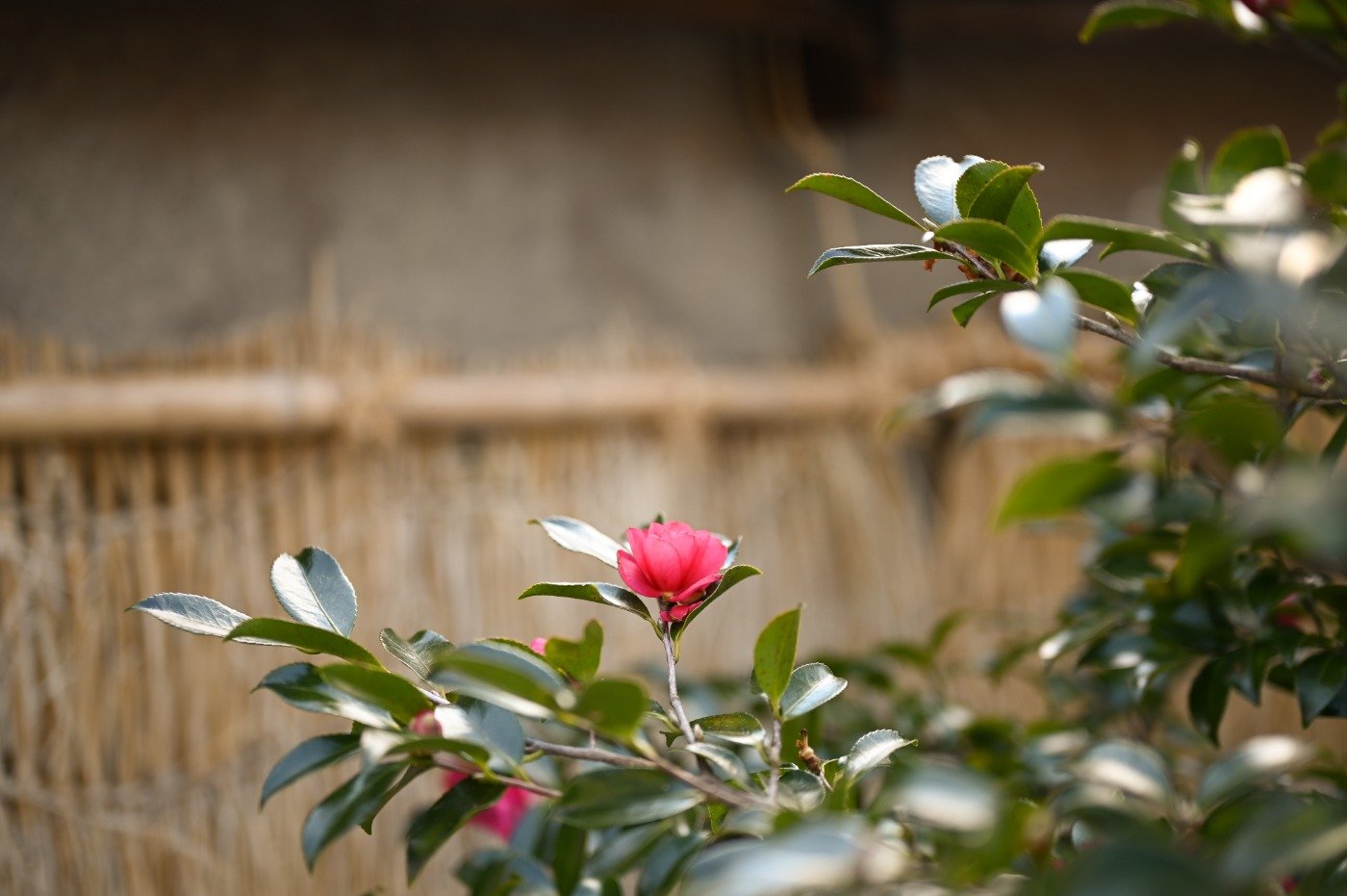 NIKKOR Z 50mm f/1.8 S 作例 | Camera/Lens Review | Tomoo Ichigami