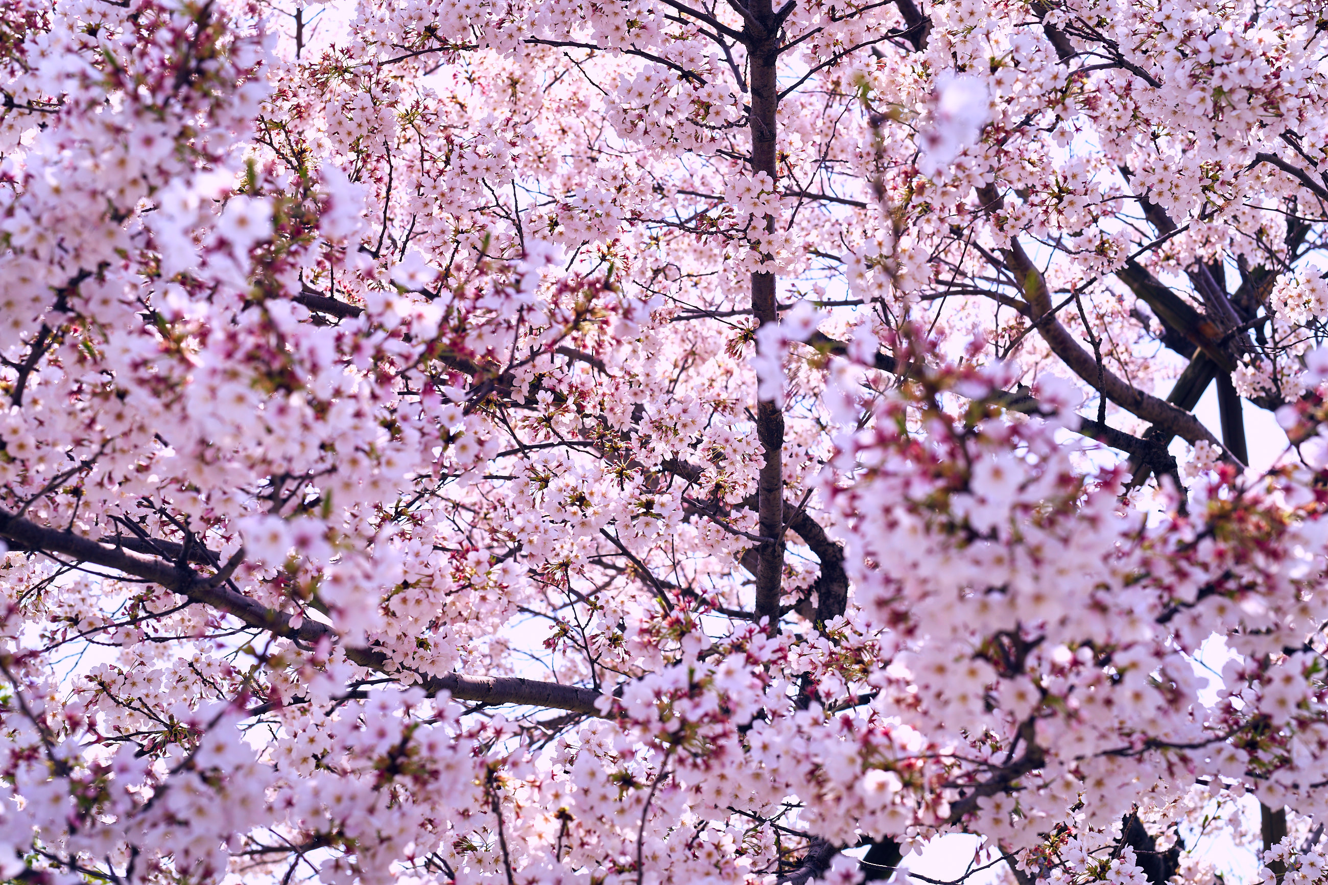 桜 | 写真は自分らしく-1981.jp