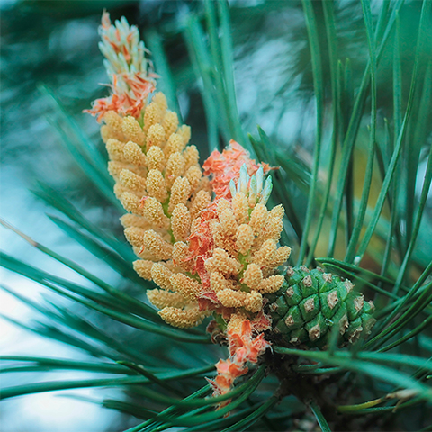 精油/エッセンシャルオイル-ア行 ｜ プラナロム精油の卸販売