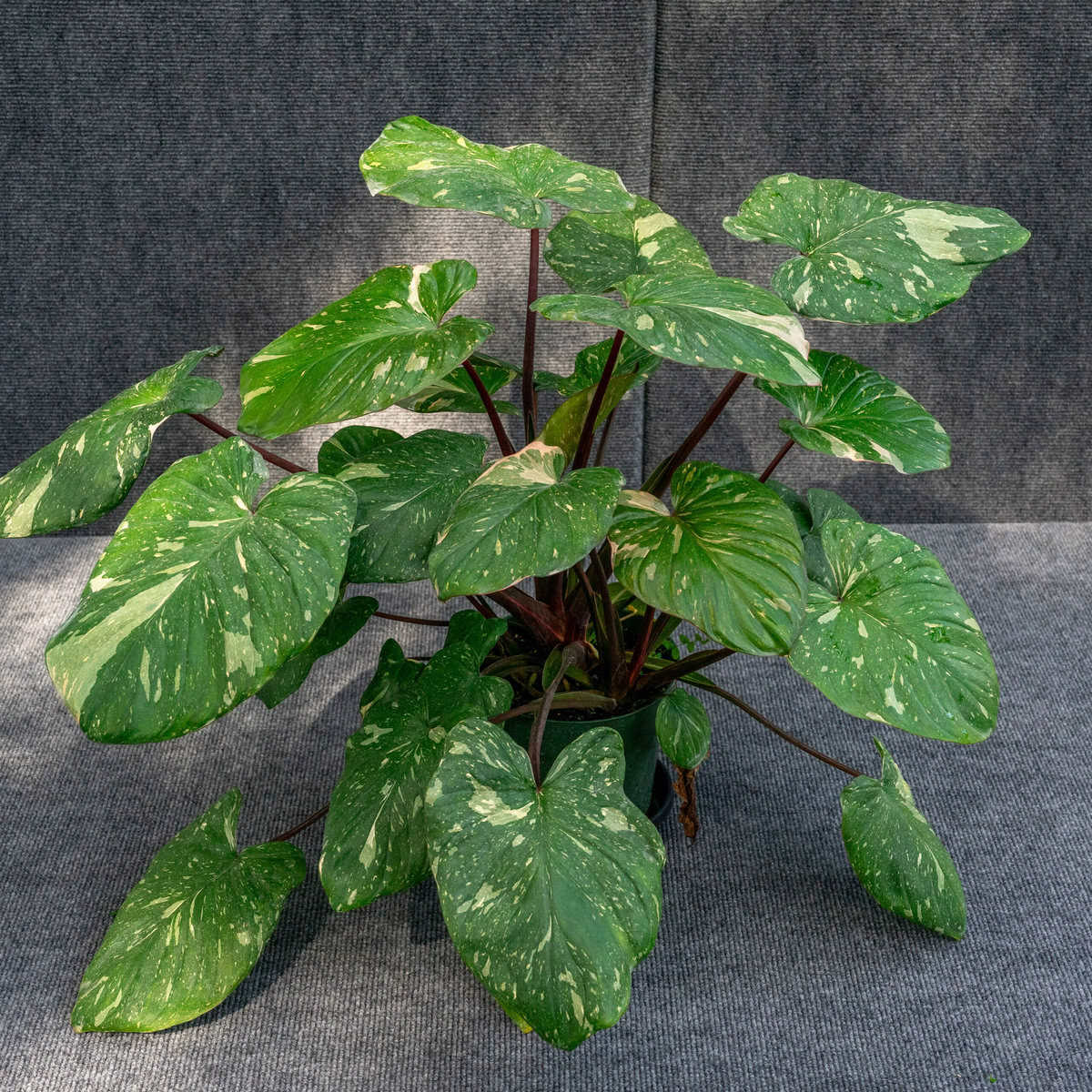 Homalomena Rubescens Variegated – 305 Greenery, Inc.