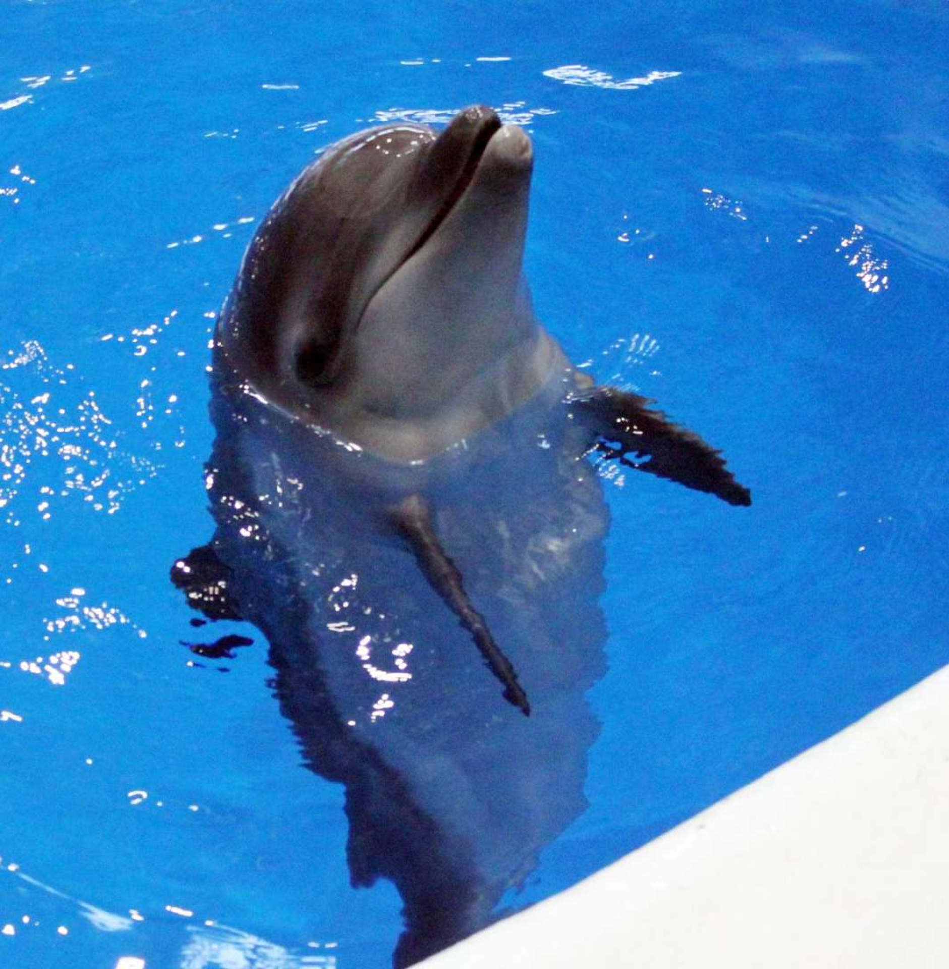 イルカも場の空気を読む？…多数派に合わせ動きを途中で変更 かごしま