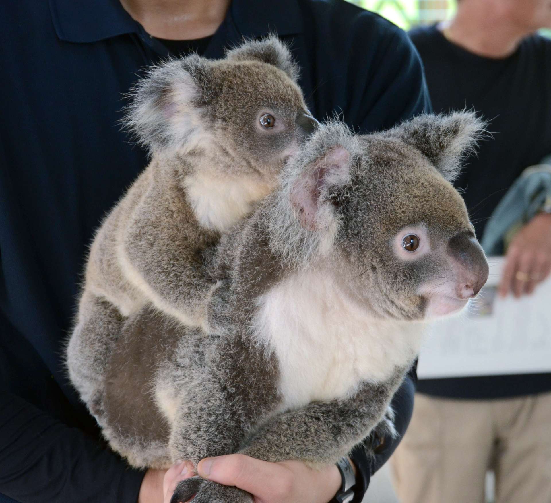 写真】「エイト」です――赤ちゃんコアラ命名、名付けの理由は数字の「8