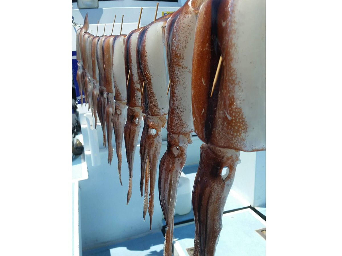 スルメイカ X(ロッド)｜DAIWA