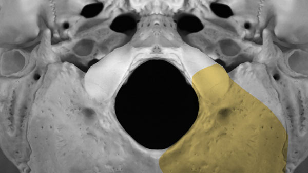 Copenhagen Skull Base Dissection Manual - 3D Atlas of Neurological